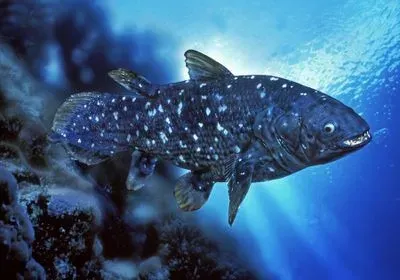 A blue coelacanth with white speckles in the ocean